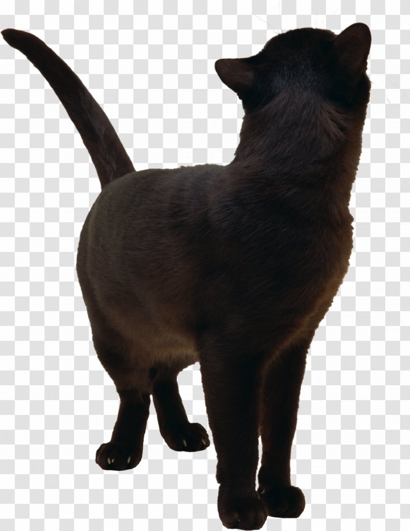Black Cat Burmese Bombay Havana Brown German Rex - Kitten Transparent PNG