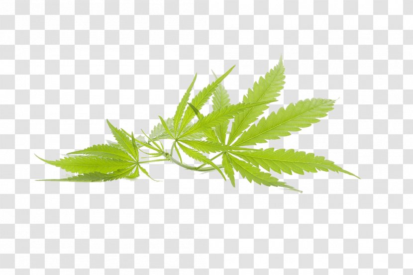 Cannabis Marijuana Leaf - Leaves Picture Transparent PNG