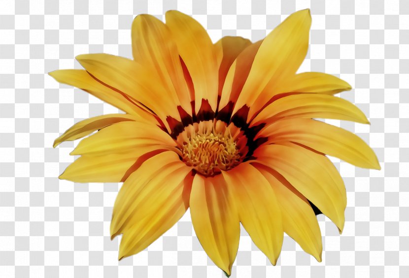 Petal Flower Yellow Gazania Plant - Paint - Daisy Family Closeup Transparent PNG