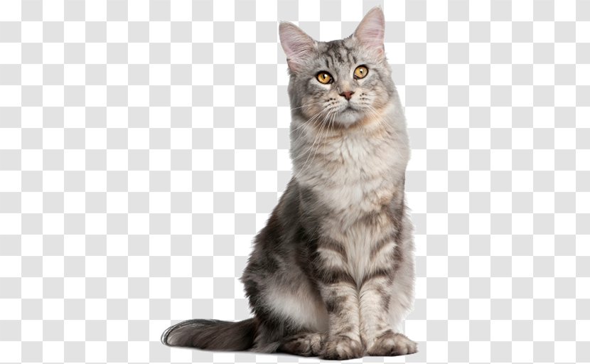 Pet Sitting Dog Norwegian Forest Cat Breed Transparent PNG