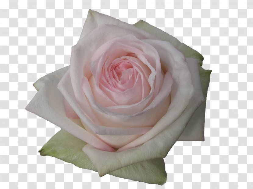 Garden Roses Flower Floristry - English Landscape - White Rose Transparent PNG