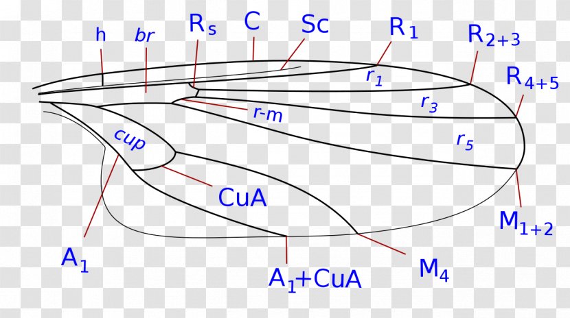 Atelestidae Product Design Angle Point - Cartoon - Dessi Cuppa Transparent PNG