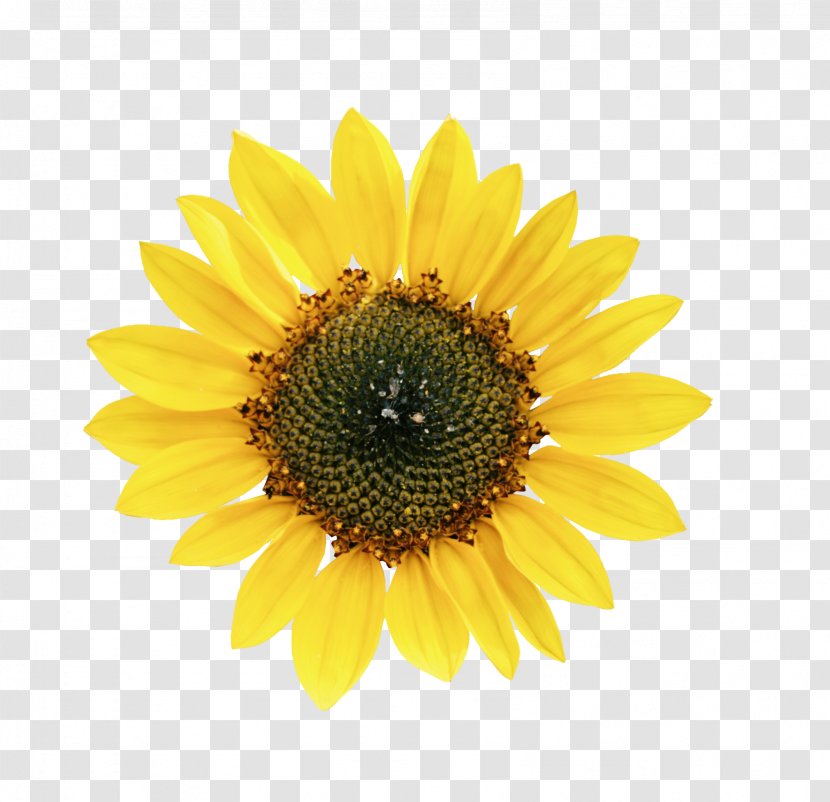 Common Sunflower Petal Seed - Flower - Beautiful Yellow Sunflowers Transparent PNG