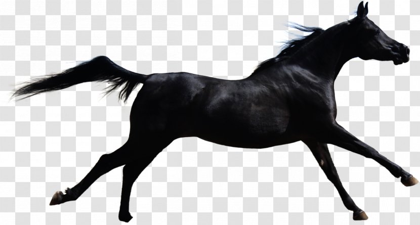 Horse Stallion Mane Clip Art - Like Mammal - Dark Transparent PNG