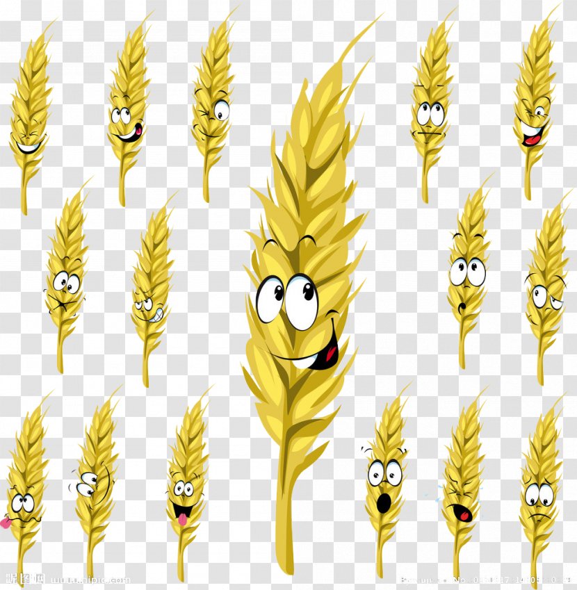 Wheat Cartoon Drawing Stock Illustration - Royaltyfree - Barley Material Transparent PNG