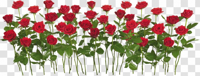 Rose Flower Clip Art - Garden Roses - Burgundy Flowers Transparent PNG