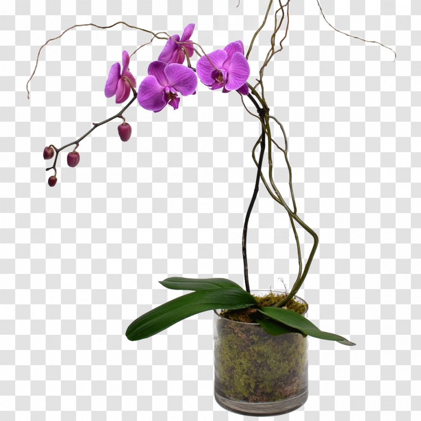 Moth Orchids Cut Flowers Plant Stem - Bulb - Orchid Transparent PNG