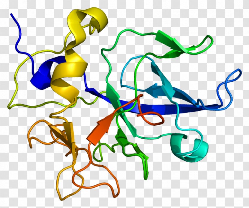 SCYE1 Wikipedia Protein Aminoacyl TRNA Synthetase Transfer RNA - Silhouette - Flower Transparent PNG