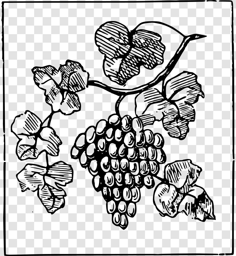 Common Grape Vine Clip Art - Royaltyfree - Grapes Images Transparent PNG