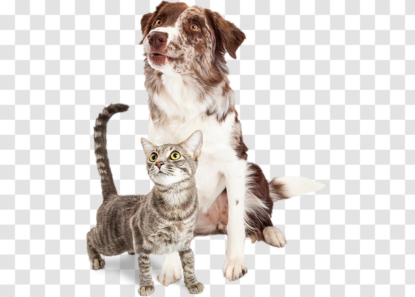 Whiskers Dog–cat Relationship Border Collie Pet Sitting - Snout - Cat Transparent PNG
