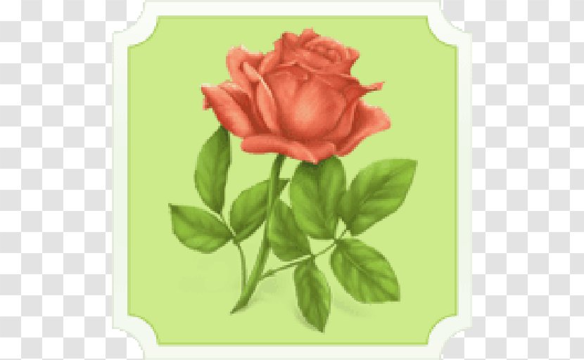 Islam Allah Love Muslim Marriage Poems - Garden Roses Transparent PNG