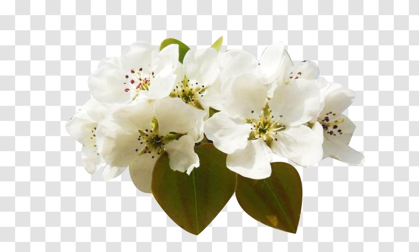 Floral Design Petal Flower Peach Blossom - Bouquet - A Group Of Pear Petals Picture Material Transparent PNG