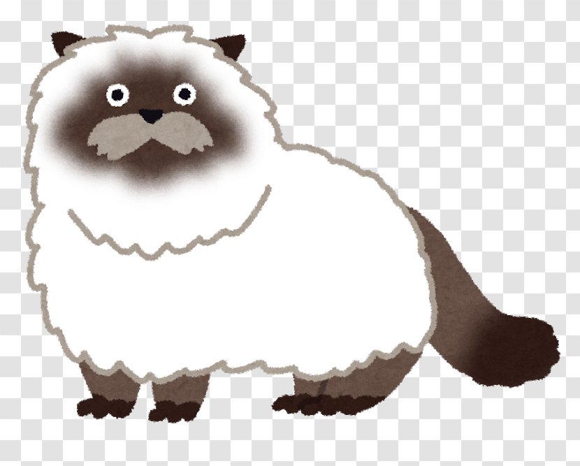 Himalayan Cat Study Skills Tales Of The Rays Learning Felidae Transparent PNG
