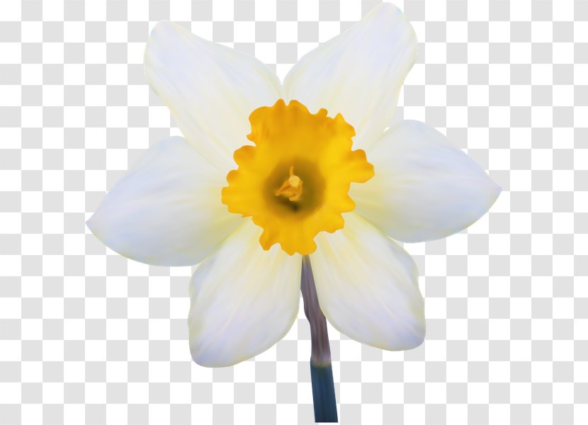 Daffodil Gol Flower Petal White Transparent PNG