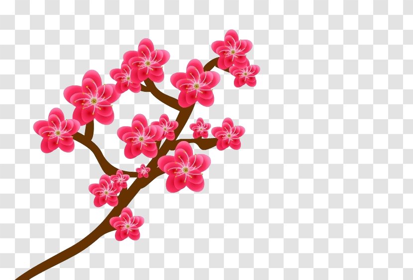 Plum Blossom - Flower - Vector Transparent PNG