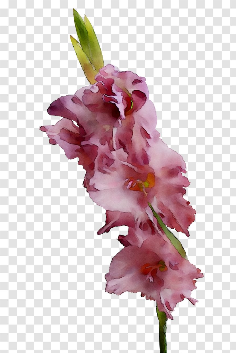 Gladiolus Cut Flowers Pink M RTV Transparent PNG