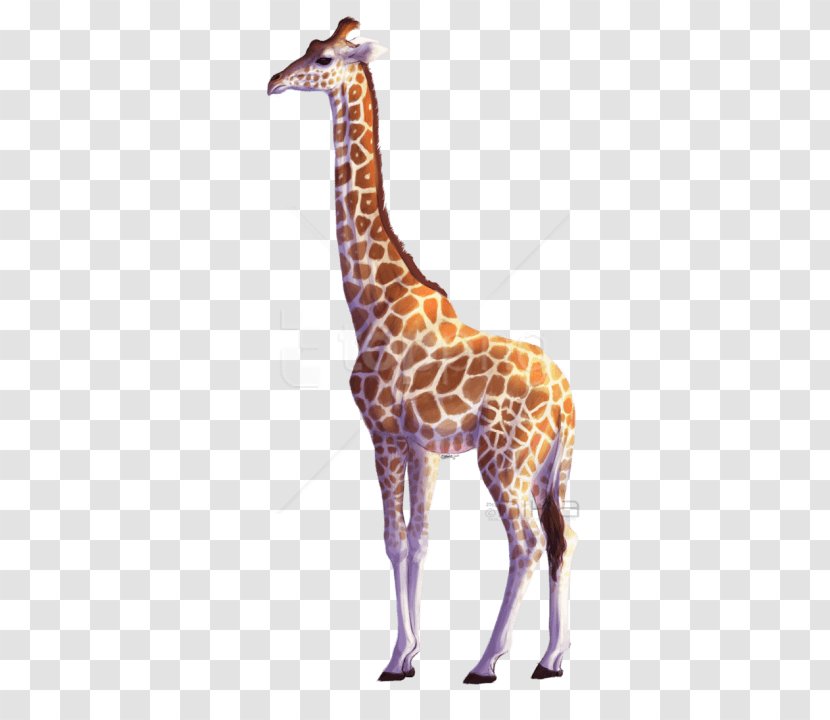 Clip Art Image Northern Giraffe Vector Graphics - Wildlife - Drawing Transparent PNG