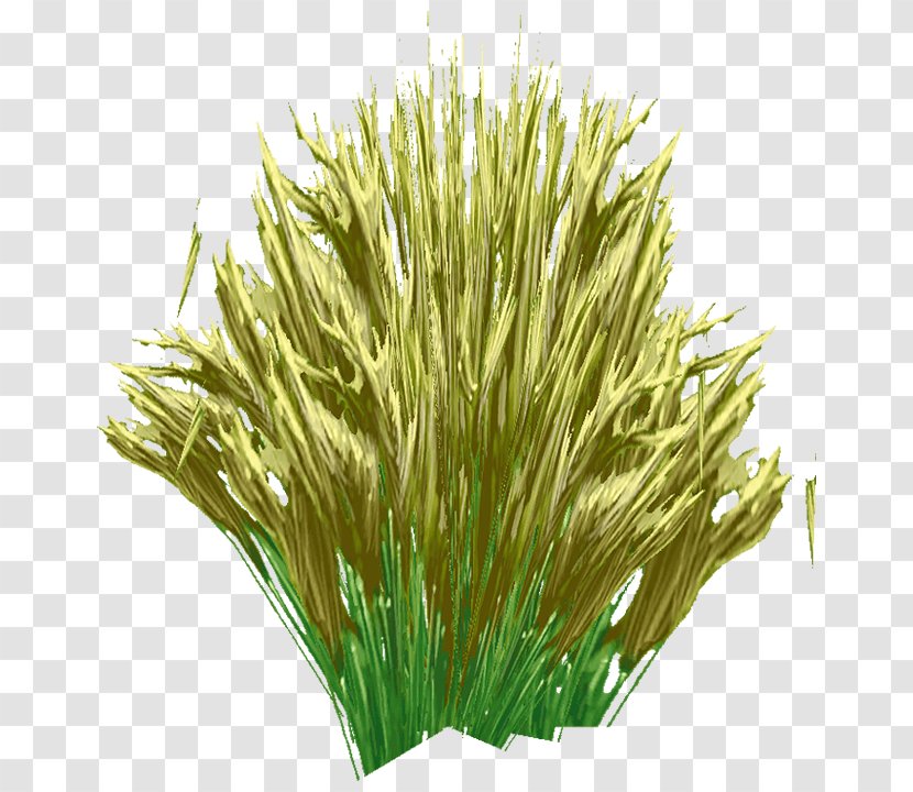 Sweet Grass Vetiver Commodity Wheatgrass Chrysopogon - Schnurrbart Transparent PNG