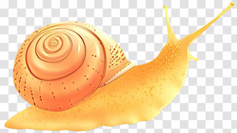 Snails And Slugs Snail Sea Lymnaeidae Conch - Cartoon - Shell Shankha Transparent PNG