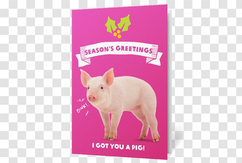 Piglet Gift Oxfam Christmas - Pig In A Wig Transparent PNG