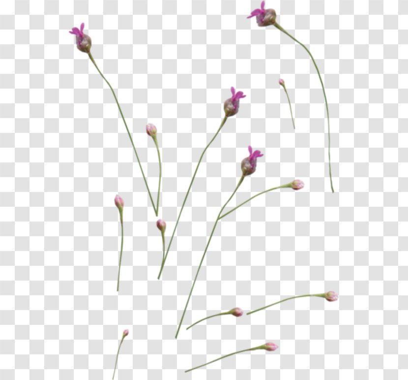 English Lavender Plant Stem Petal French - Shrub Transparent PNG