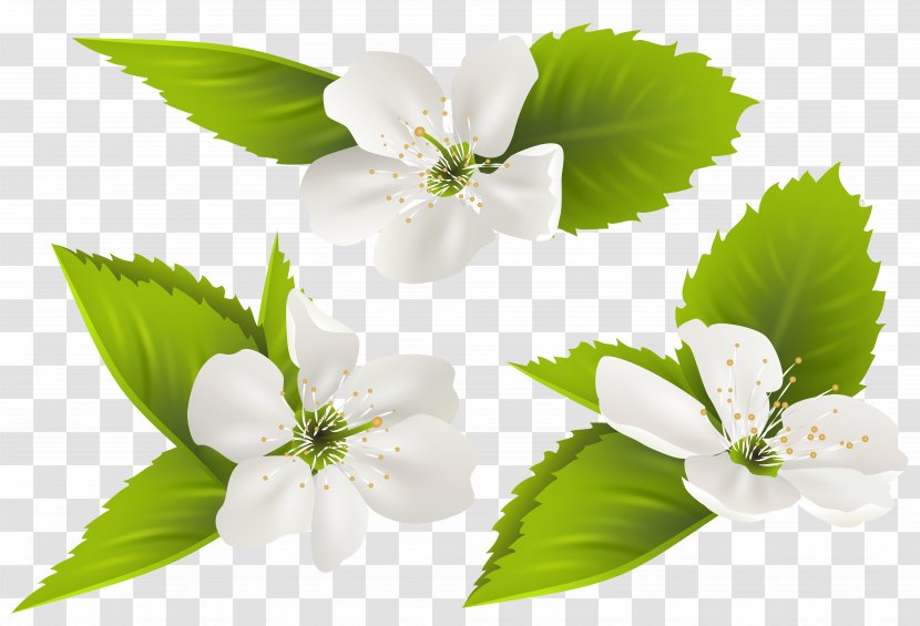 Jasmine Flower - Spring Tree Flowers Clip Art Image Transparent PNG