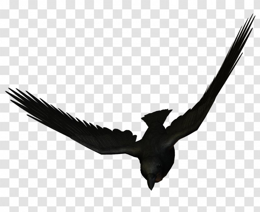 Bird Flight Large-billed Crow Carrion Flying Animals - Beak Transparent PNG