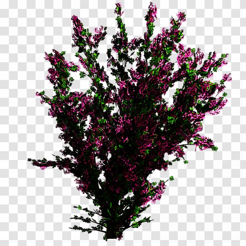 Family Tree Background - Flower - Lobelia Loosestrife And Pomegranate Transparent PNG