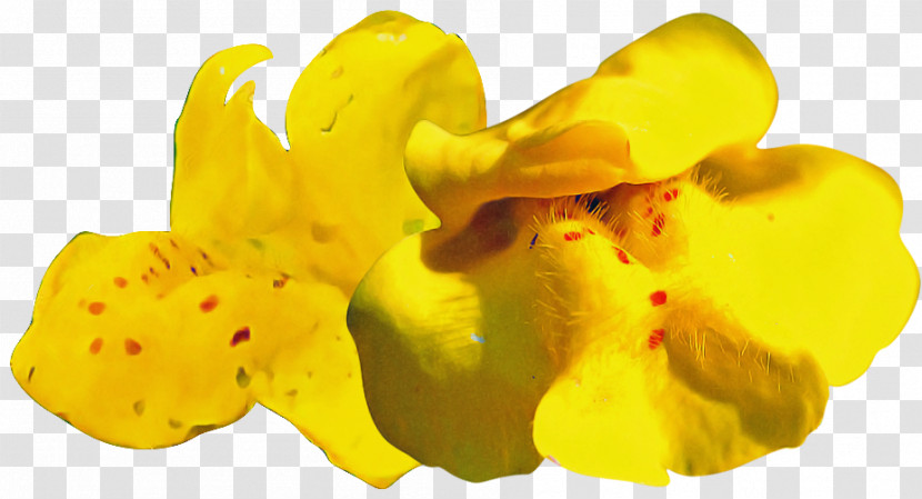 Yellow Transparent PNG