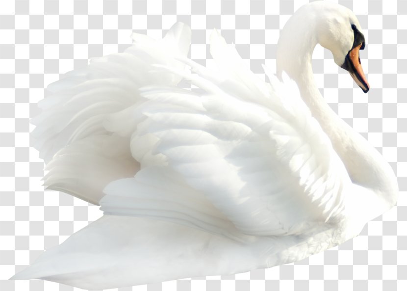 Cygnini Duck Bird Clip Art - Ganso - Swan Transparent PNG