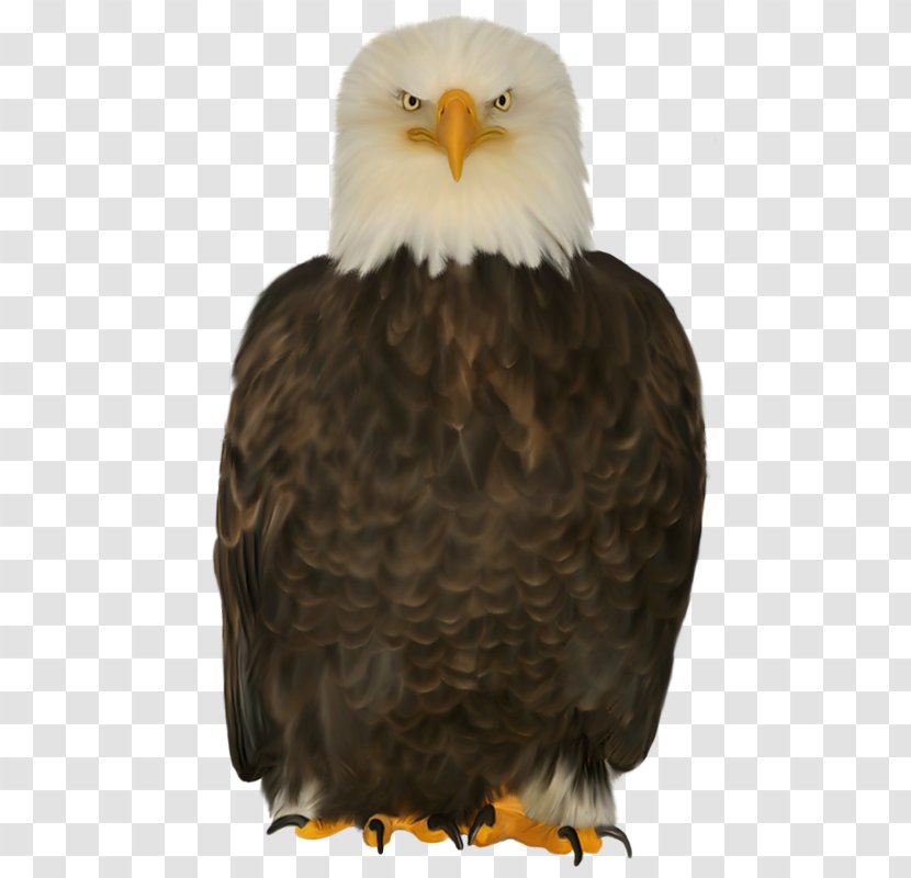 Bald Eagle Bird Of Prey - Albom - Eagles Transparent PNG