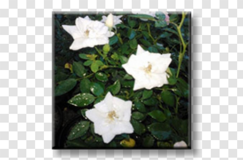 Rose Rock Garden Shrub Armeria Maritima - Petal Transparent PNG