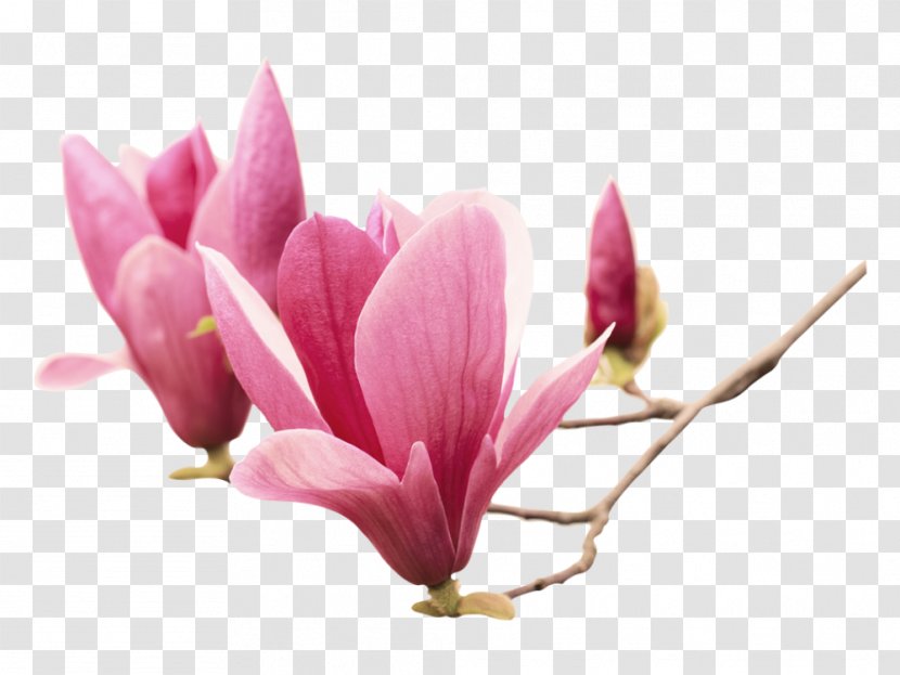 Chinese Magnolia Southern Flower Liliiflora Sticker - Pink Transparent PNG