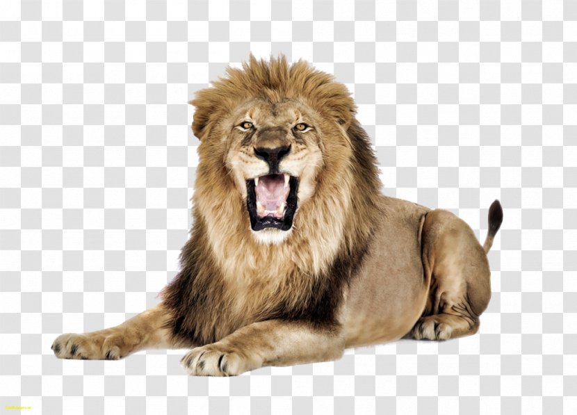 East African Lion Clip Art - Carnivoran - Big Cat Transparent PNG