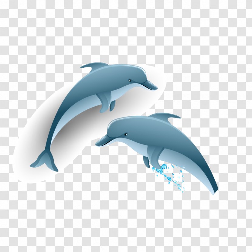 Common Bottlenose Dolphin Tucuxi - Dolphins Vector Transparent PNG