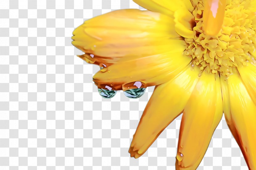 Marigold Flower - Wildflower - Sunflower Transparent PNG