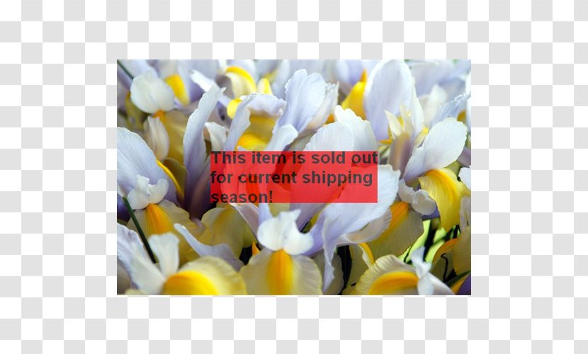 Wildflower - Flower - Amaryllis Bulb Transparent PNG