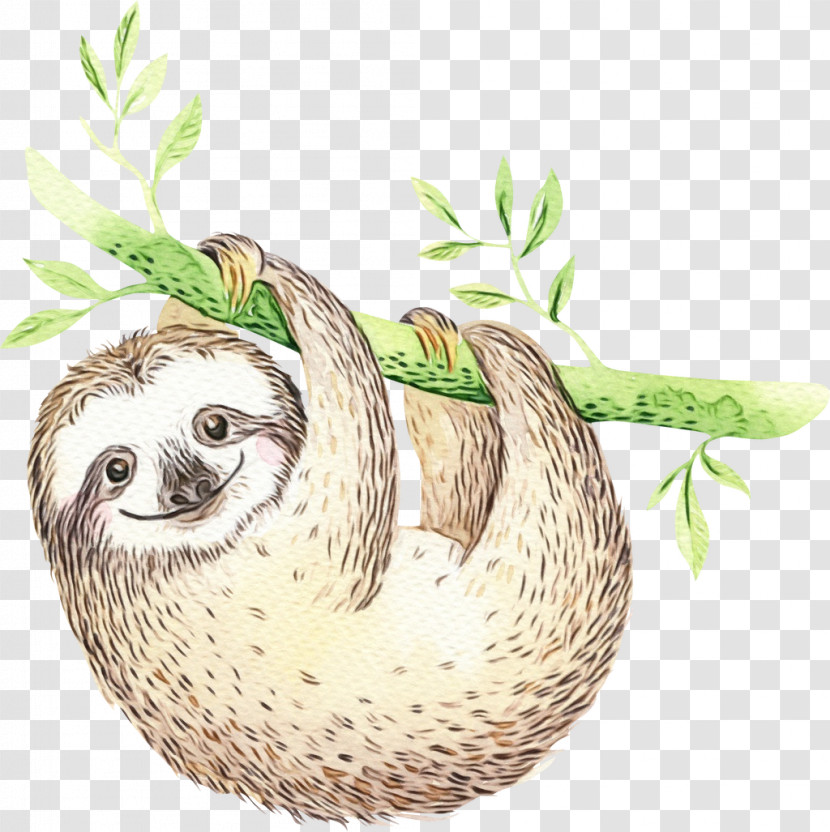 Sloth Three-toed Sloth Two-toed Sloth Plant Drawing Transparent PNG