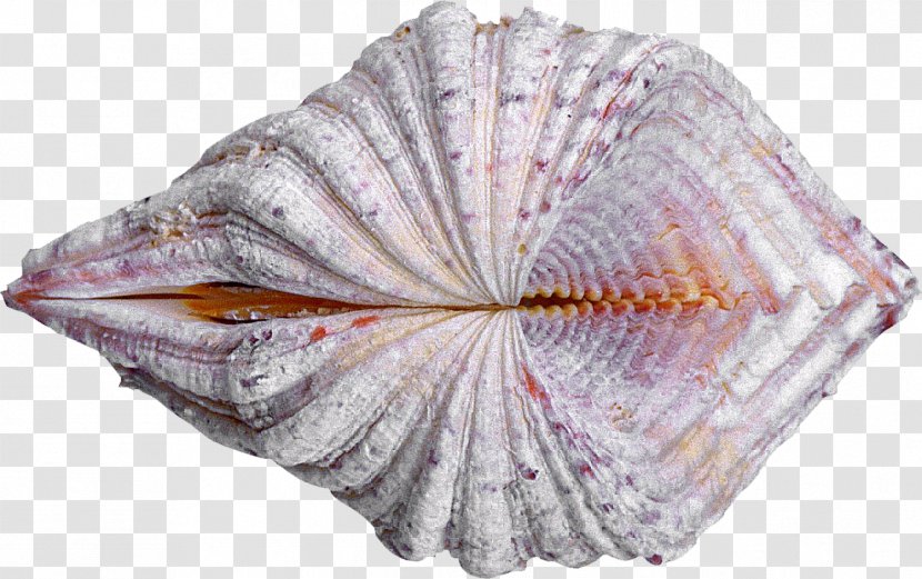 Cockle Seashell Oyster Clam Conchology - Mussel - Shells Transparent PNG