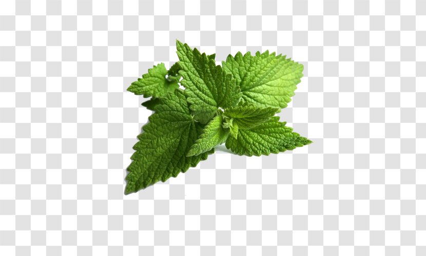 Mentha Spicata Peppermint Wild Mint Water - Curry Tree - Leaf Transparent PNG