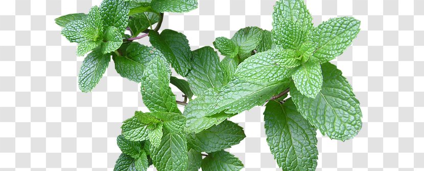 Mint Herb Health Ingredient Food - Leaf Transparent PNG