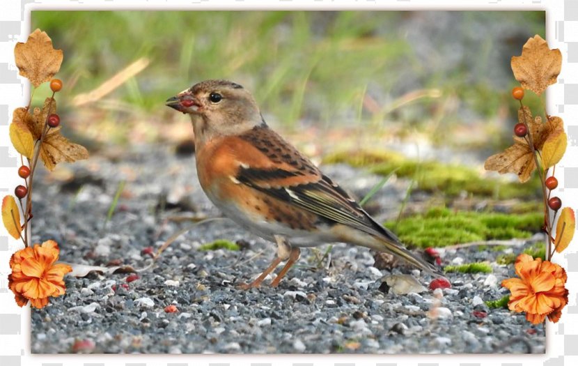 House Sparrow Ortolan Bunting Finches Brambling - Bird Transparent PNG