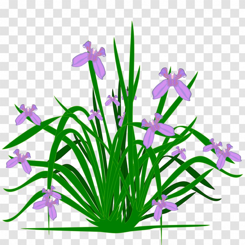 Flower Irises Iris Croatica Clip Art - Aquarium Decor - Plants Transparent PNG