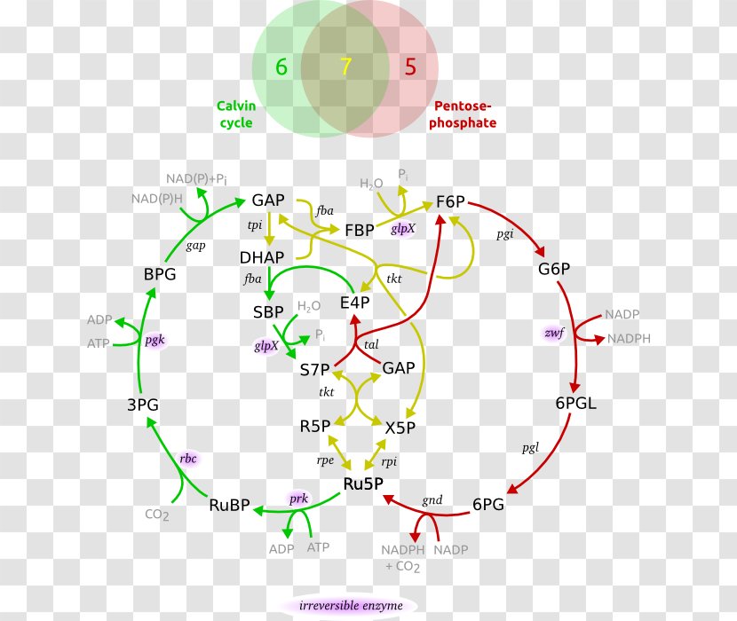 Pentose Phosphate Pathway Metabolic Calvin Cycle Ribulose 1,5-bisphosphate Dihydroxyacetone - Glyceraldehyde 3phosphate Transparent PNG