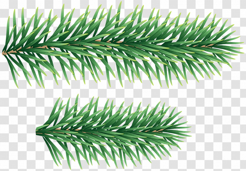 Shortleaf Black Spruce Columbian Spruce Balsam Fir Jack Pine Yellow Fir Transparent PNG