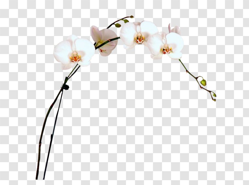 Moth Orchids Cut Flowers Plant Stem Twig - Flower Transparent PNG