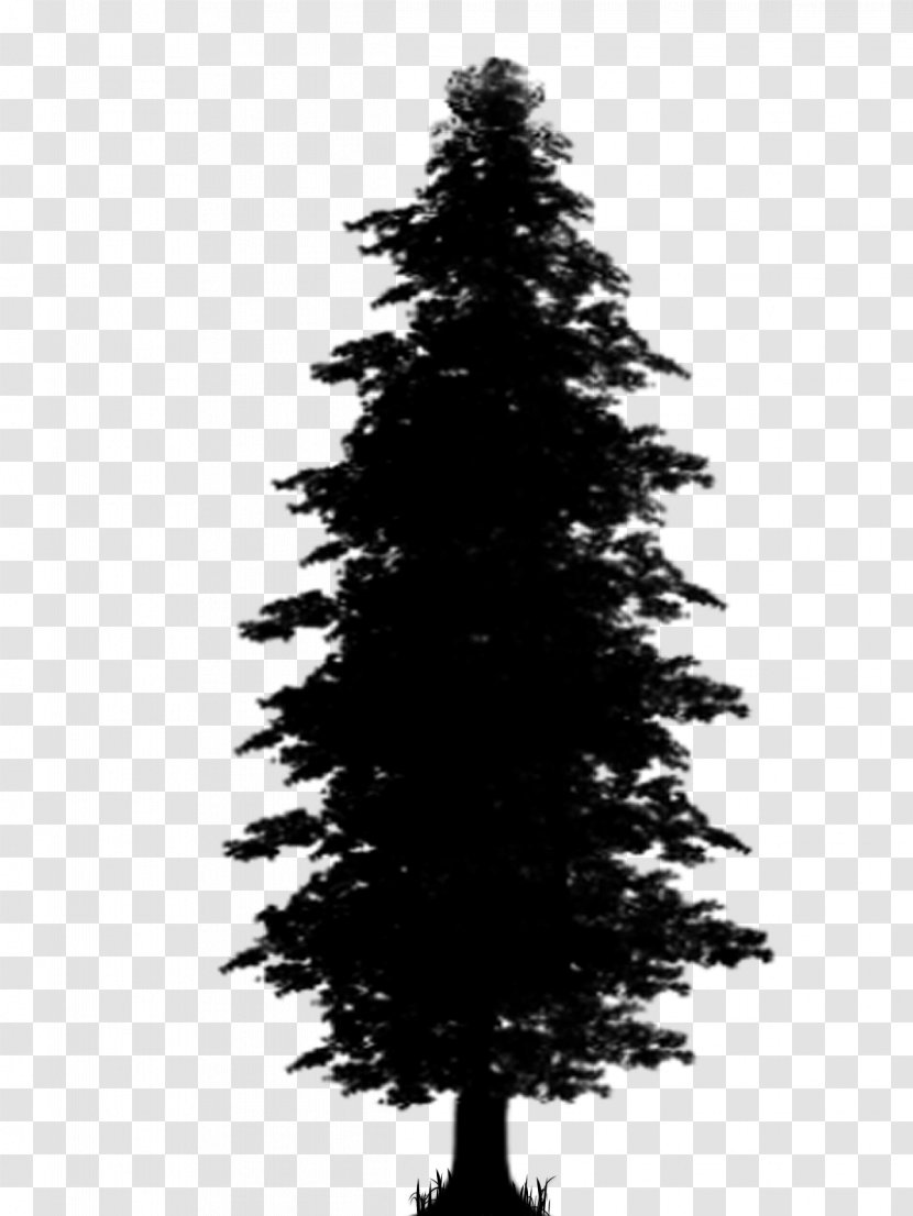 Spruce Pine Christmas Tree Fir - Silhouette - Oregon Transparent PNG
