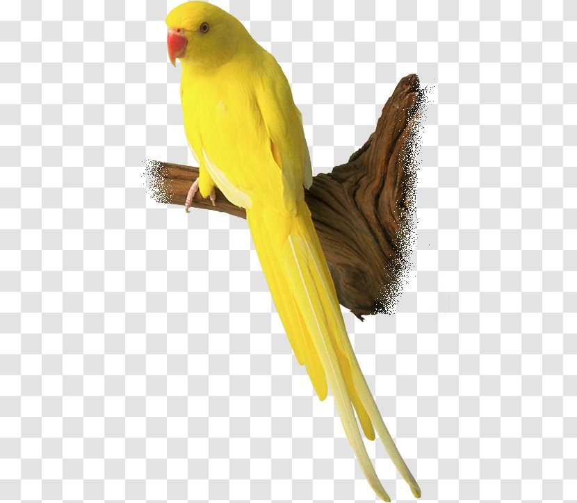 Budgerigar Lovebird Parrot Bird Day - Wing Transparent PNG
