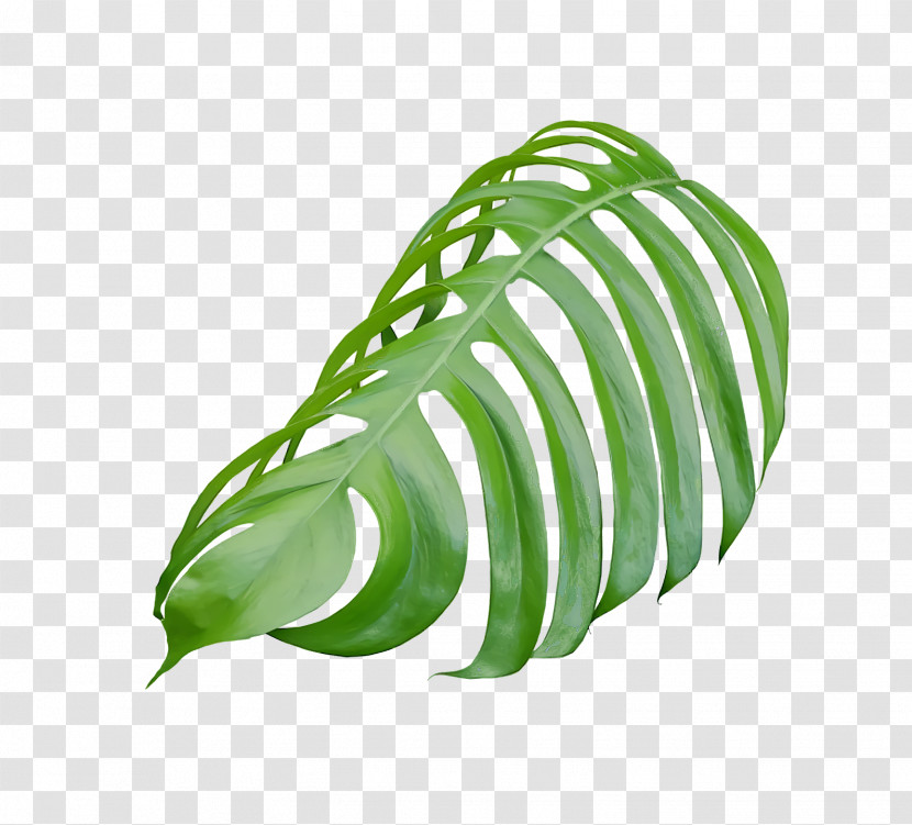 Leaf Microsoft Powerpoint Google Slides Presentation Keynote Transparent PNG