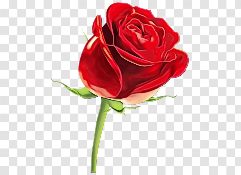 Garden Roses - Cut Flowers - Rose Family Hybrid Tea Transparent PNG